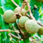 شامپو آبرسان و خنک کننده او جی ایکس